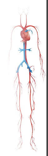 Massage Therapy for Artery Vein