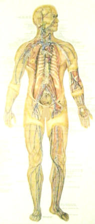 Hierarchy of Tissues for massage and manual therapy