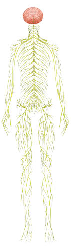 Massage therapy for nervous system, brain