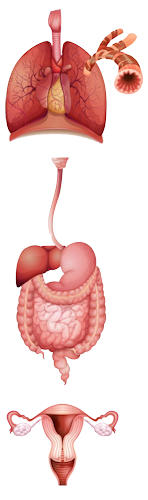 Massage Therapy for Organs