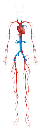 Massage Therapy for Artery Vein